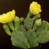 Opuntia_compressa